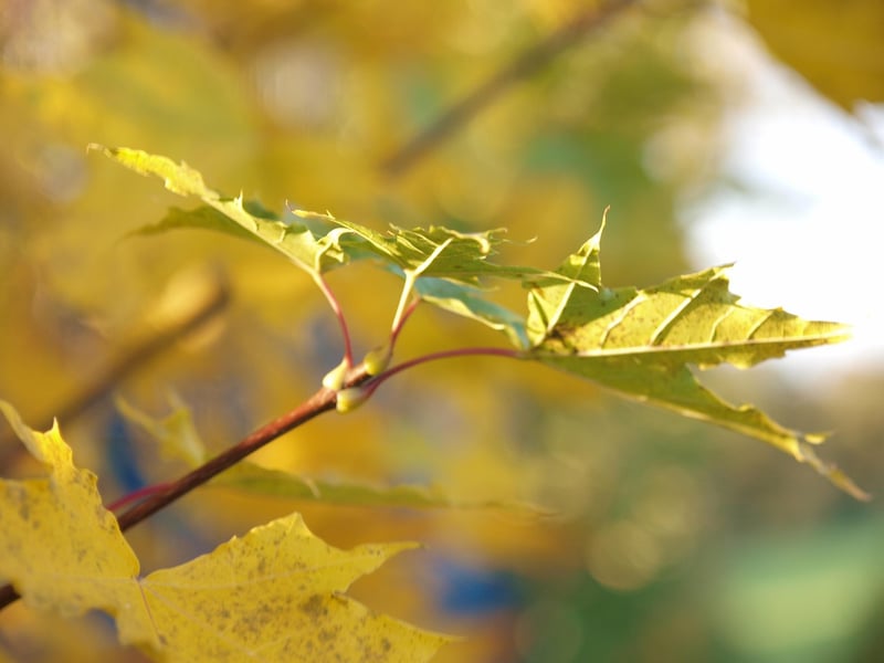 Fall-Inspired Creations